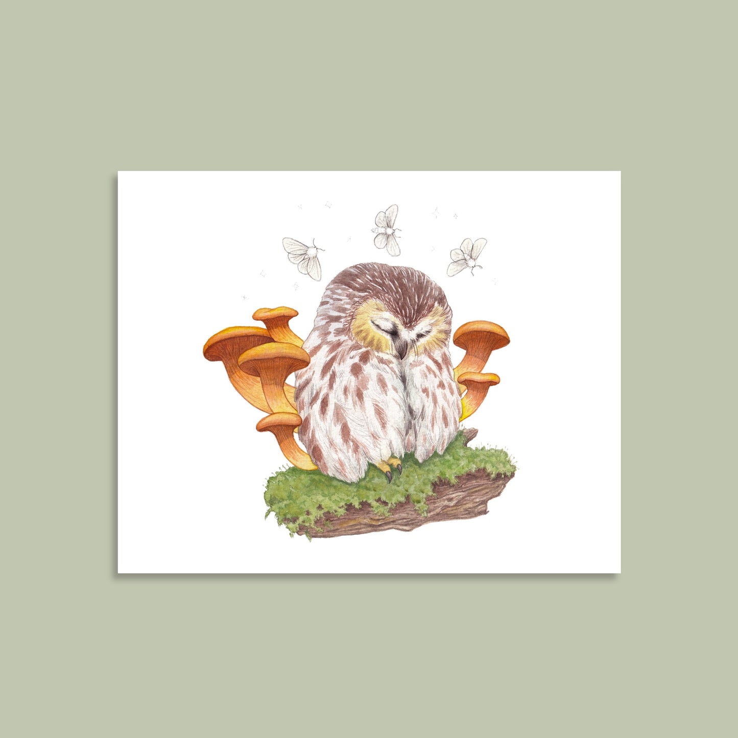 Saw-Whet Owl - Art Print