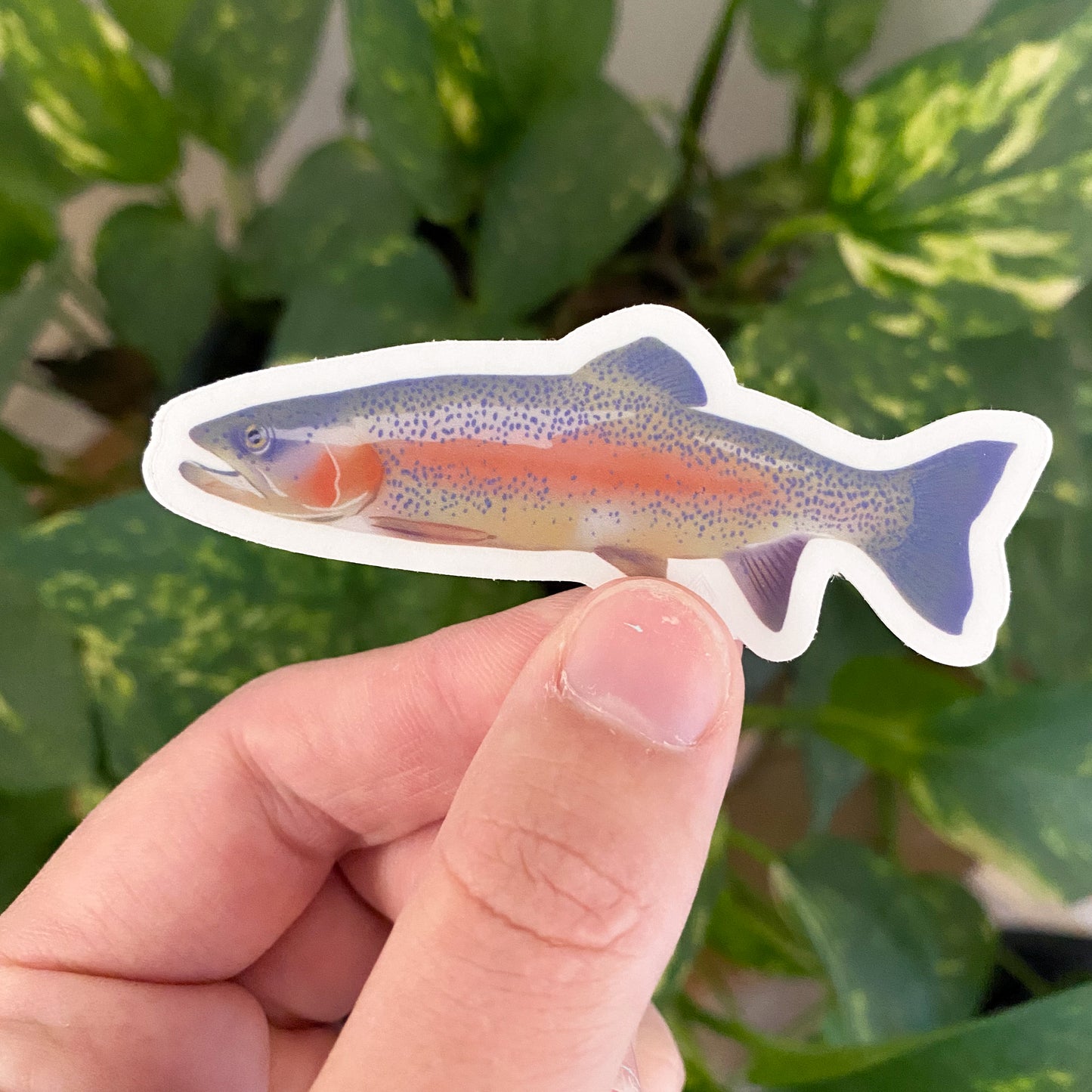 Rainbow Trout Sticker