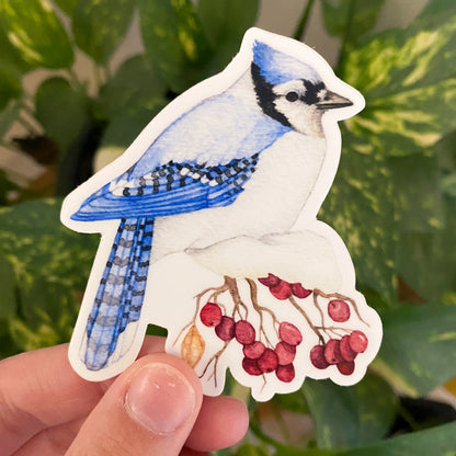 Winter Blue Jay Sticker